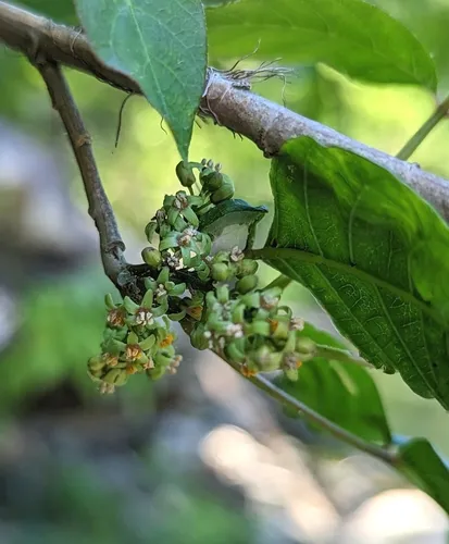 Eastern Poison Ivy — photo by Kristi Zoebelein