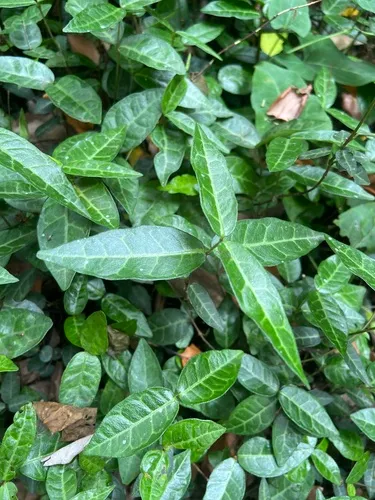Confederate Jasmine — photo by Hugo Sun