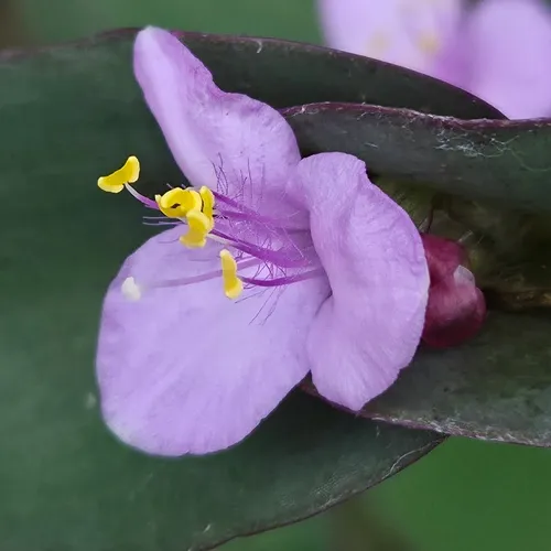 Trans-Pecos Spiderwort — photo by David Willis