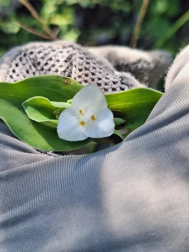 Buckley's Spiderwort