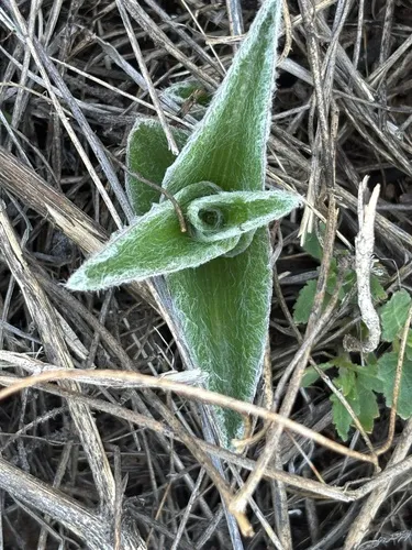 Leatherleaf Spiderwort — photo by dioney_tellez