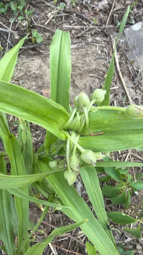 Ernest's Spiderwort — photo by ezralewandowski