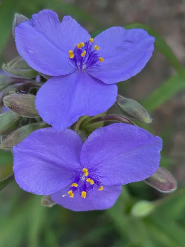 Giant Spiderwort — photo by cassieloup