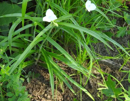 Hairyflower Spiderwort — photo by saltyhiker