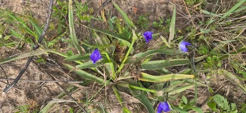 Texas Spiderwort — photo by C. D. Winker
