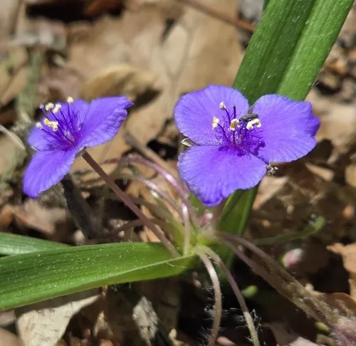 Wild Crocus — photo by John Waidner