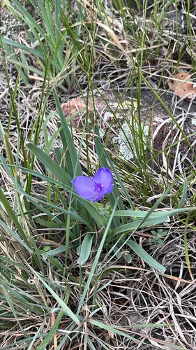 Prairie Spiderwort — photo by nickbbeck