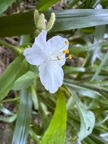 Ozark Spiderwort — photo by chadcba