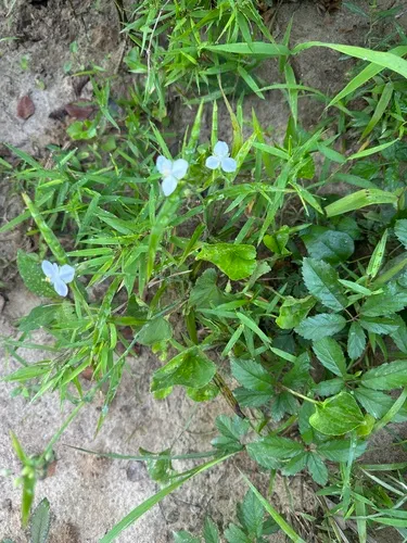 Confederate Spiderwort