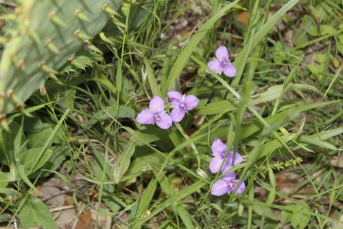 Edwards Plateau Spiderwort