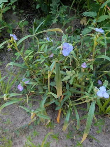 Reverchon's Spiderwort — photo by Karen A Knight