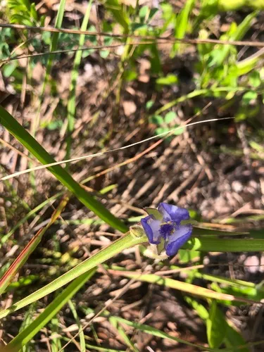 Longleaf Spiderwort — photo by virginiahamilton