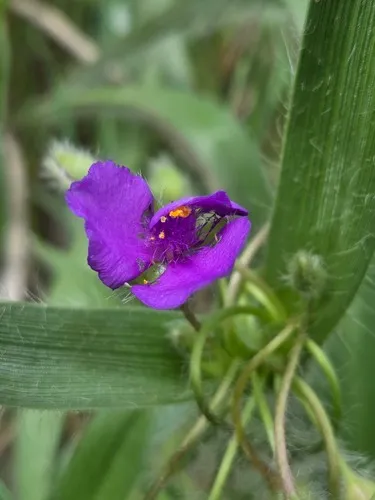 Tharp's Spiderwort — photo by John Thomlinson