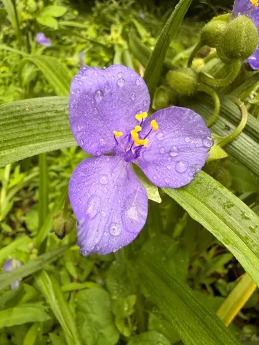 Virginia Spiderwort — photo by Marlo Perdicas