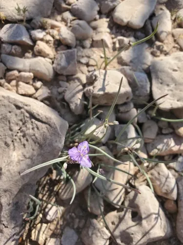 Wright's Spiderwort (var. wrightii) — photo by Eric Keith