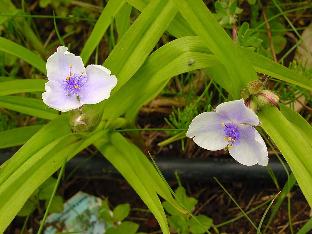 Spiderwort — photo by Wouter Hagens