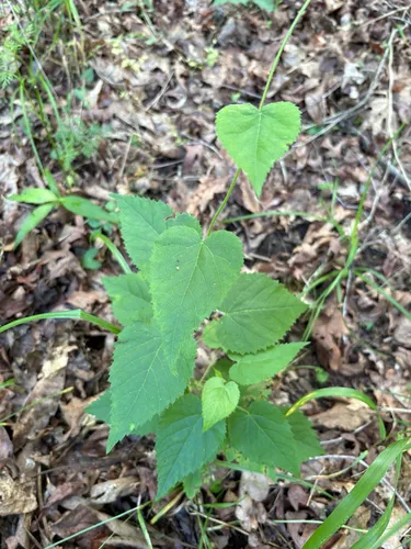 Heartleaf Noseburn