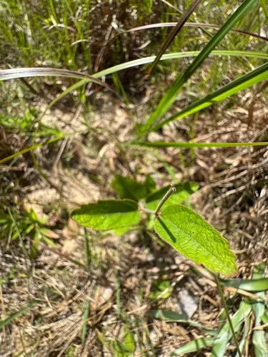 Small's Noseburn — photo by Emmett Carstens