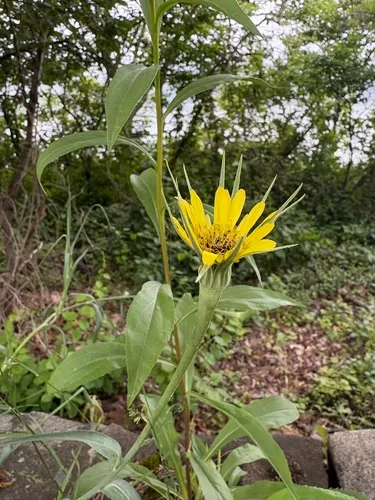 Yellow Salsify — photo by taylortropicana