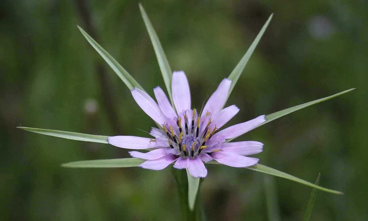 Pasture Goatsbeard