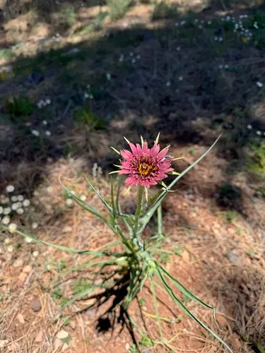 Remarkable Goatsbeard