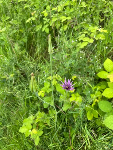 Salsify — photo by snowglobin