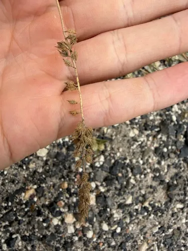 Australian Bur Grass