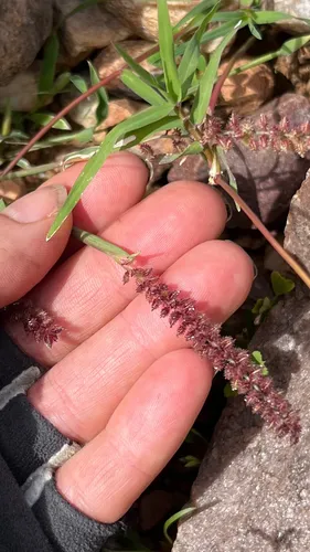 Spiked Bur Grass