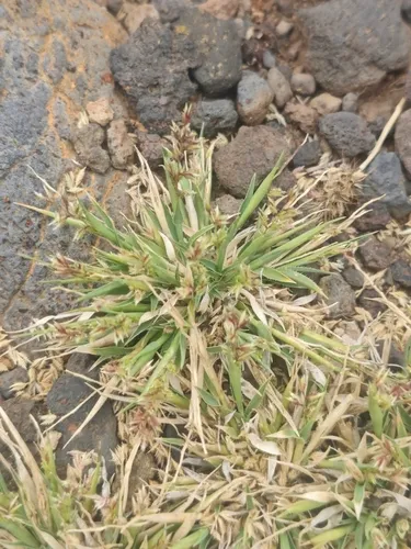 Stalked Bur Grass