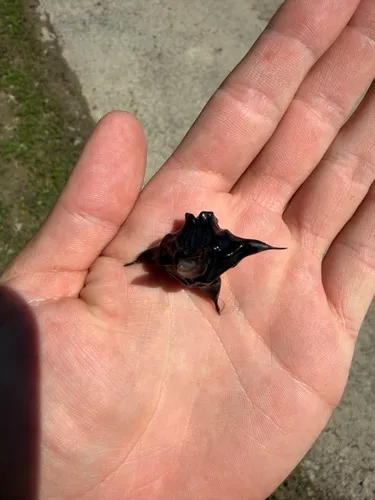 Water Chestnut — photo by tightontanago