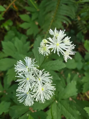 Carolina Bugbane — photo by mariedavey