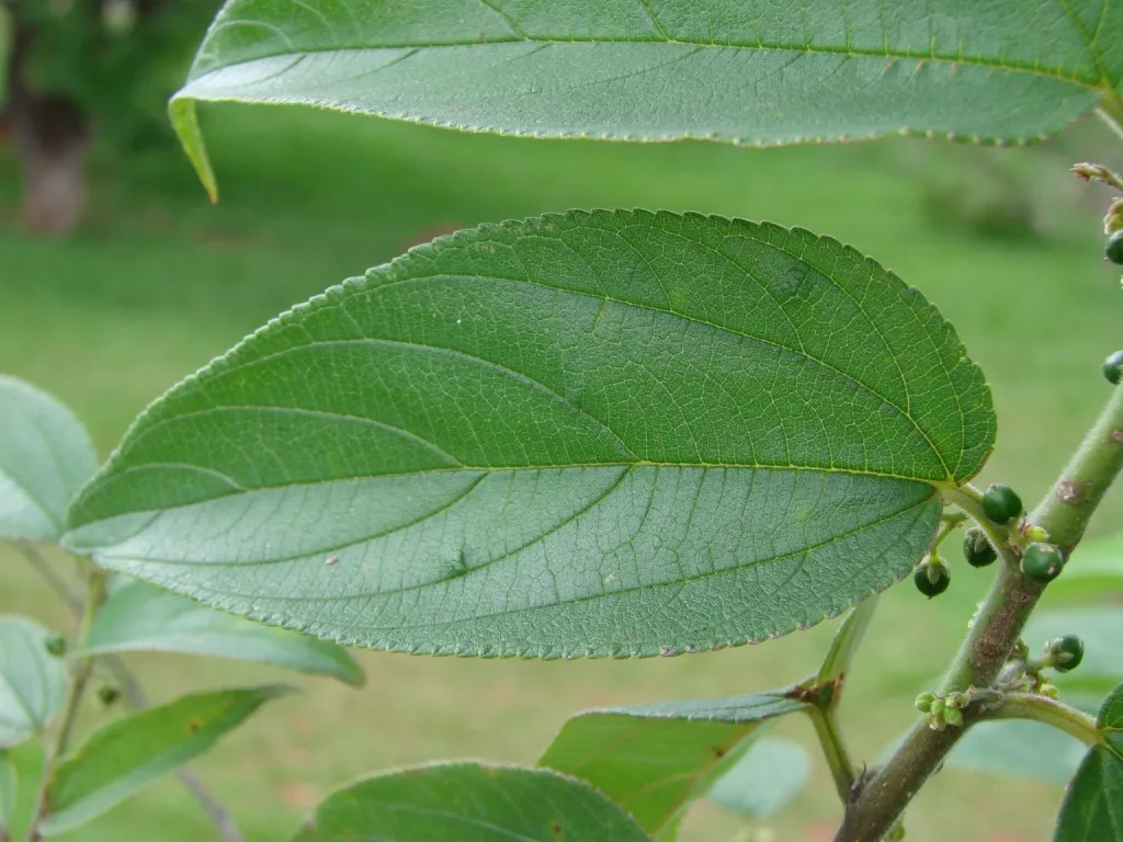 Jamaican Nettletree