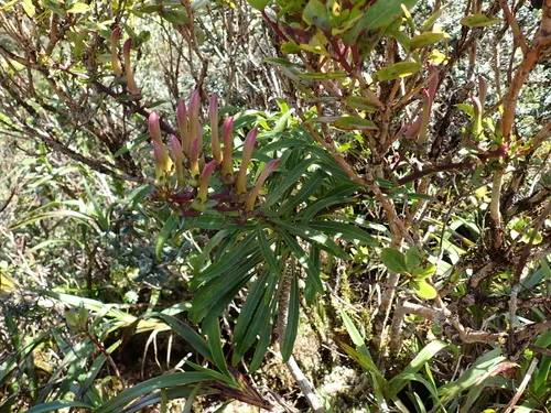 Wai'anae Mountains False Lobelia — photo by Neal Kelso