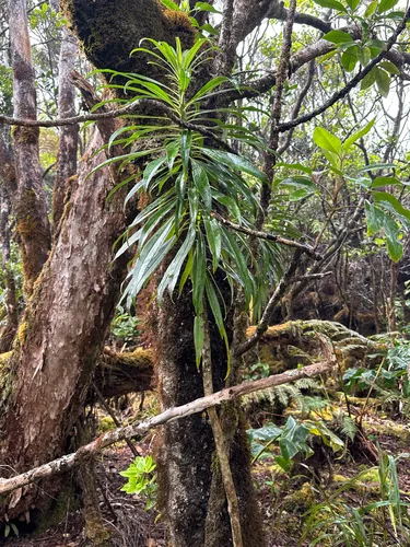 Kauai False Lobelia