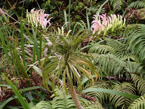 Koli'i