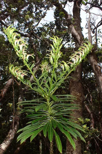 Kohala False Lobelia