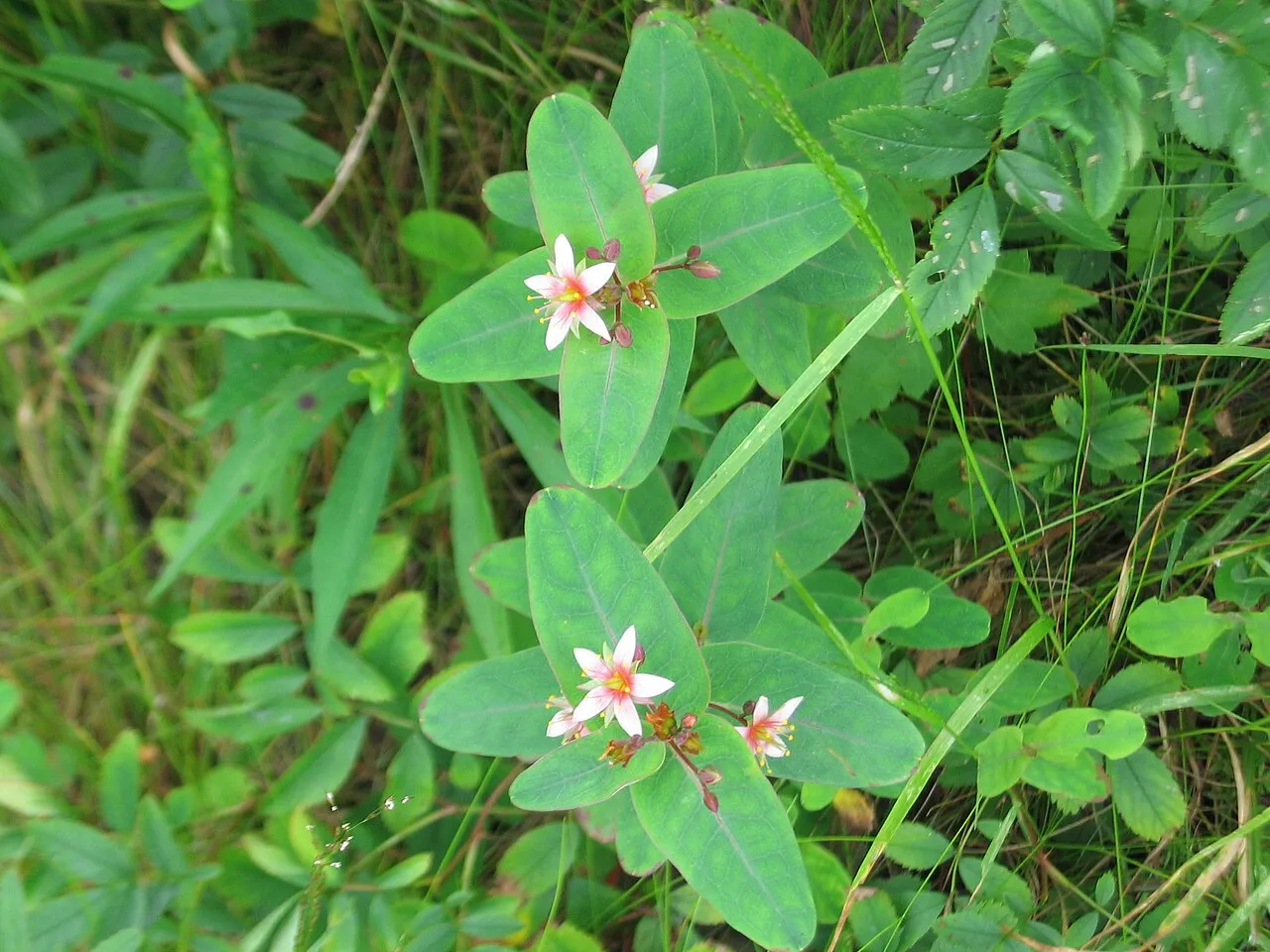 Virginia Marsh St. Johnswort — photo by Jomegat