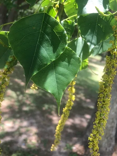 Chinese Tallow — photo by michaelgold