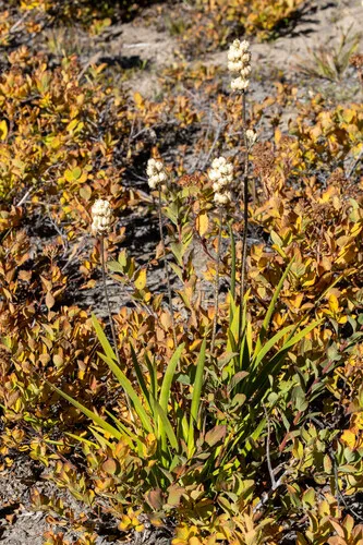 Western False Asphodel — photo by Jeff Ward