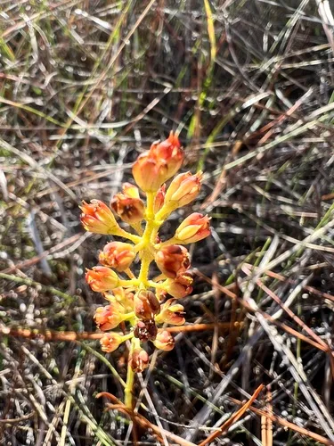 Coastal False Asphodel