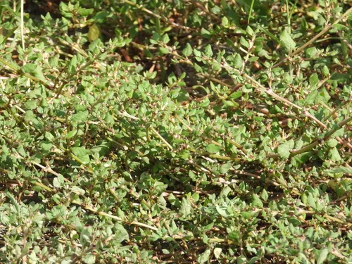 Desert Horsepurslane