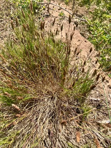 Capetown Grass — photo by haybales90