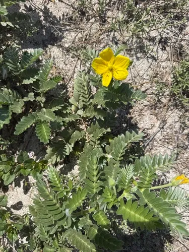 Jamaican Feverplant