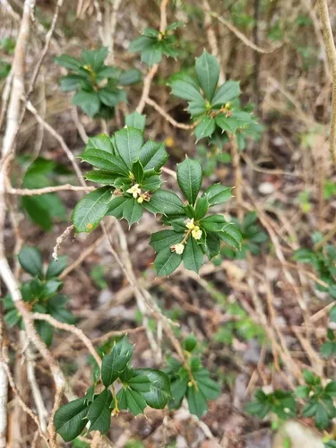 Bariaco