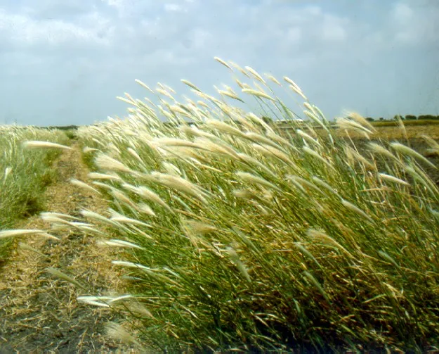 False Rhodes Grass