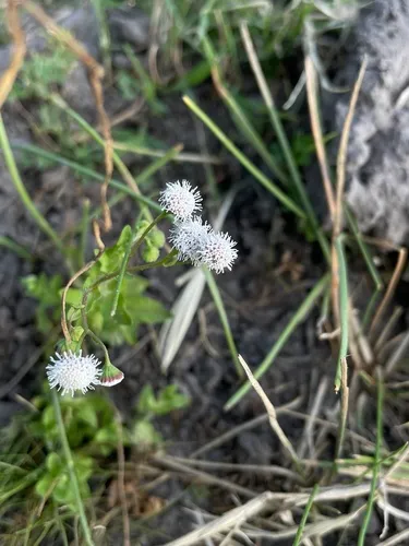 Limestone Bugheal — photo by Cameron Yañez