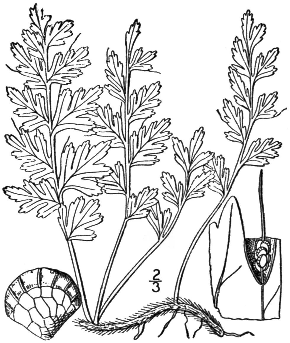 Appalachian Bristle Fern