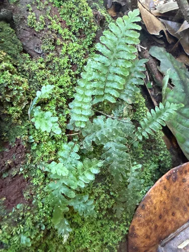 Crisped Bristle Fern