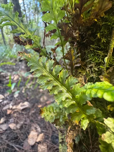 Entirewing Bristle Fern — photo by Matt Reala