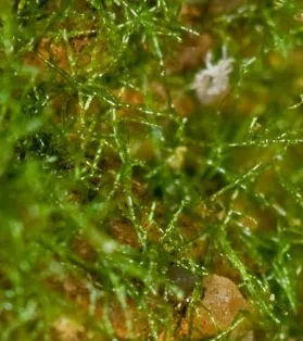 Weft Fern — photo by Robert Klips of Ohio State University